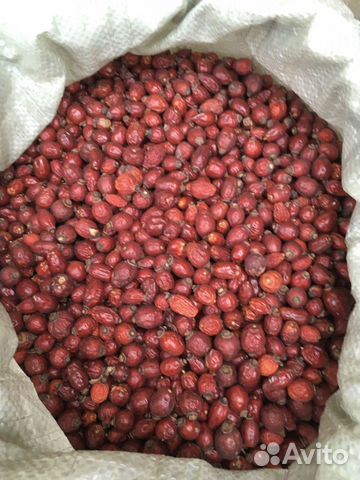 Шиповник плоды