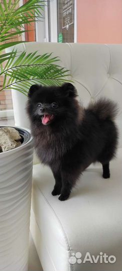 Услуги грумера