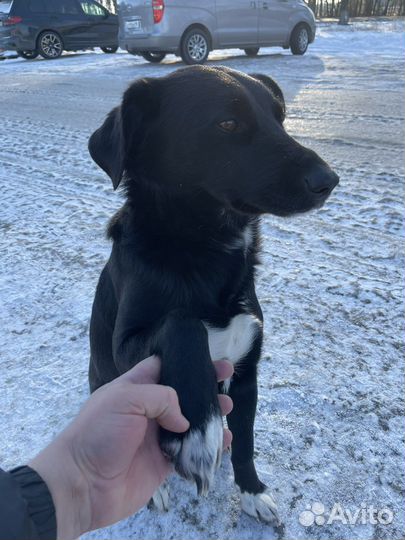 Собака в добрые руки