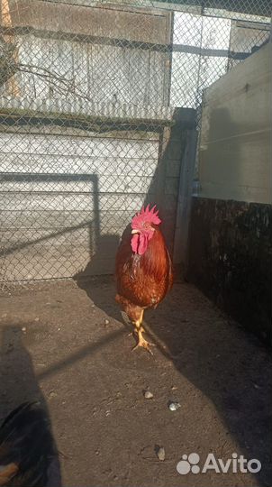 Продаю Кучинского петушка