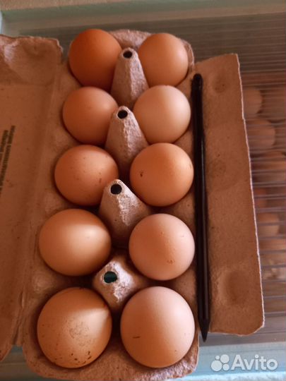 Яйца инкубационные брамы и других пород