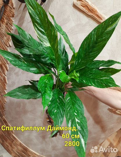Спатифиллум Вариегатный даймонд