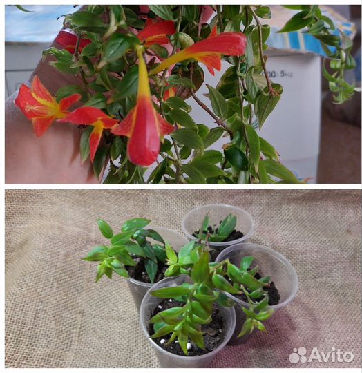 Комнатные цветы