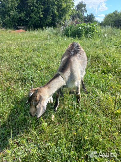 Занонубийские козлик и козочка