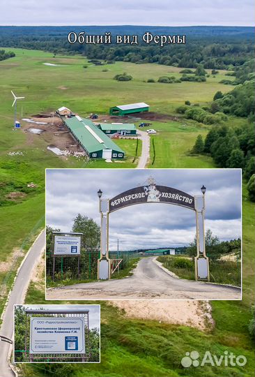 Животноводческая ферма (комплекс)