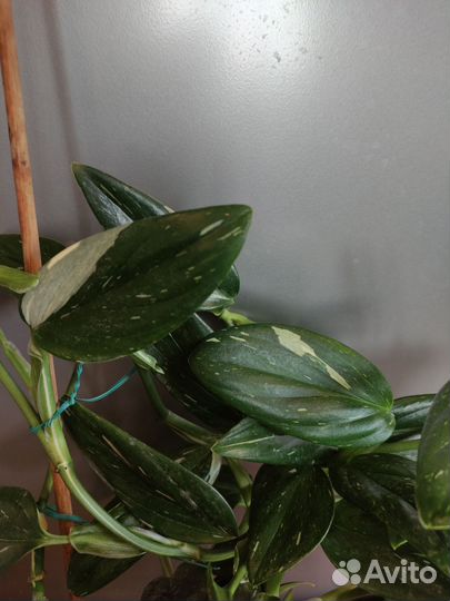 Филодендрон кобра белая