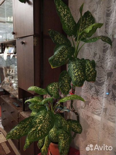 Диффенбахия пятнистая