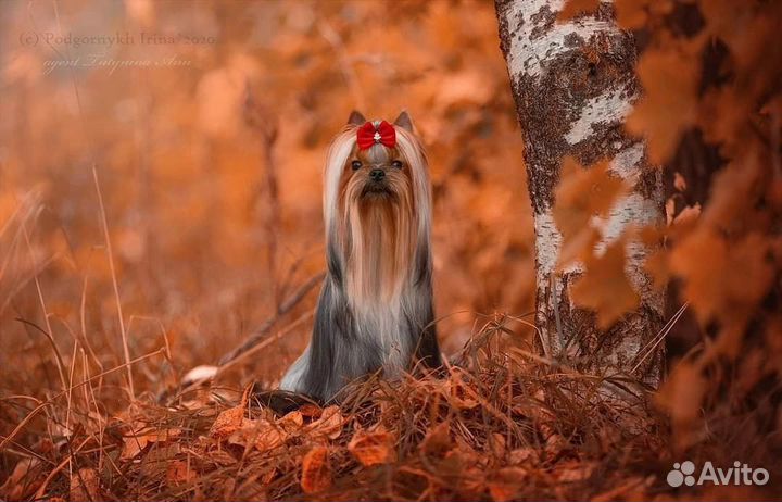 Кобель для вязки