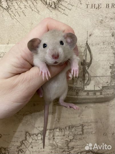 Ручные Крысята дамбо.Много окрасов
