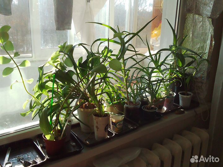 Цветы комнатные, растения