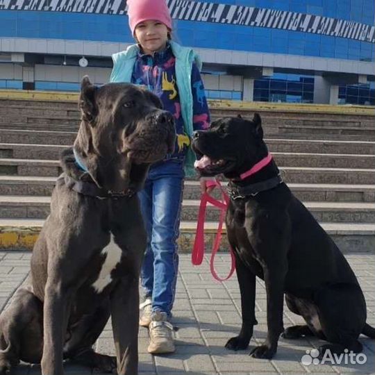 Кане Корсо
