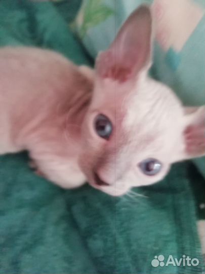 Донской сфинкс кошка