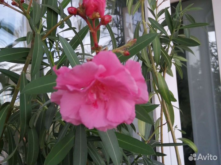 Комнатные цветы