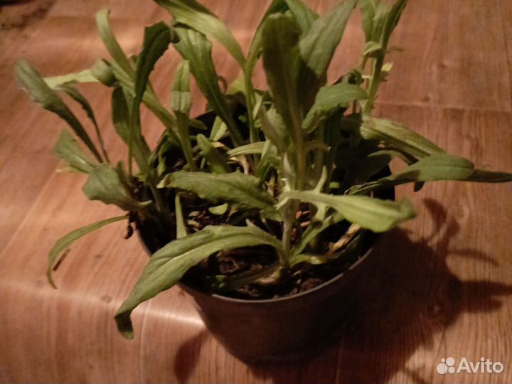 Васильки цветы садовые многолетние