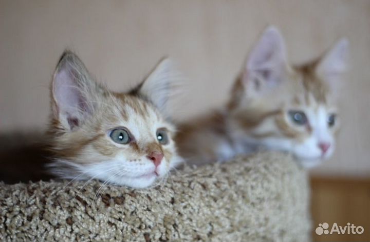 Трёхцветный пушистый котенок девочка