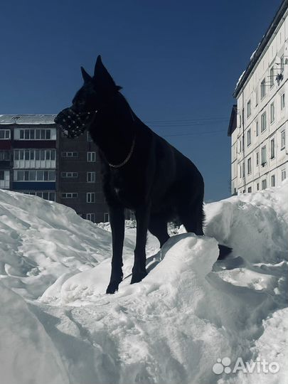 Вязка кобель Немецкой Овчарки