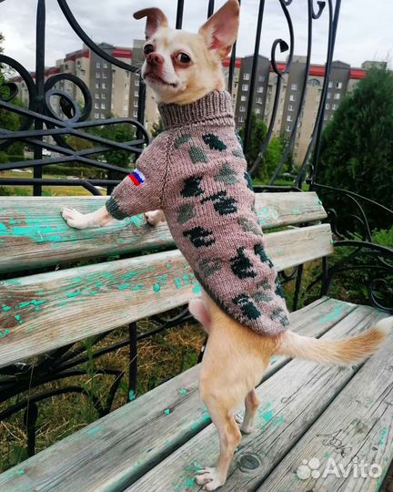 Одежда для собак