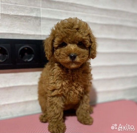 Мальтипу Ф1 мальчик