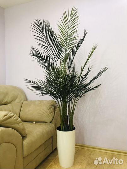 Финиковая Пальма