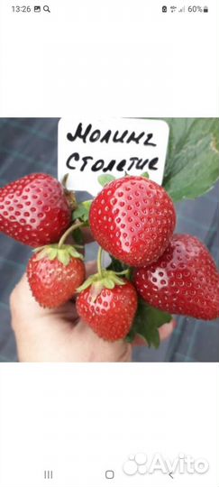Саженцы клубники крупноплодной и ремонтантной
