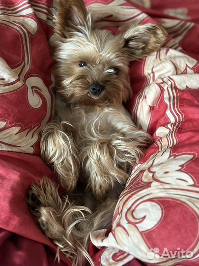 Случка собаки