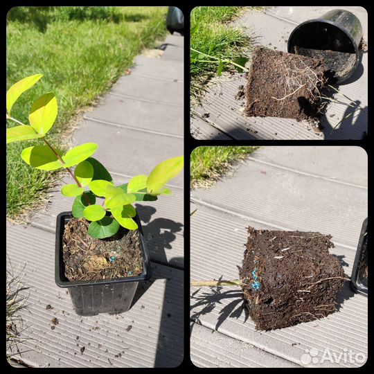 Кустарники декоративные