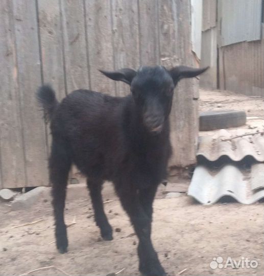 Козел зааненский