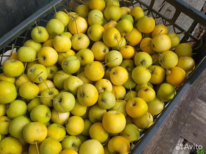 Ранетка желтая