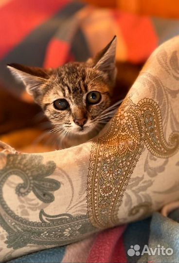 Тигровая малышка Котёнок Девочка 2,5мес