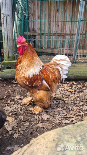 Петух кохинхин