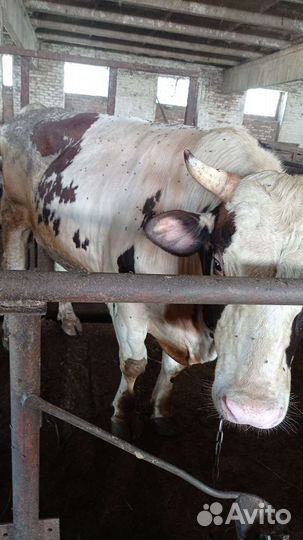 Бычки на мясо