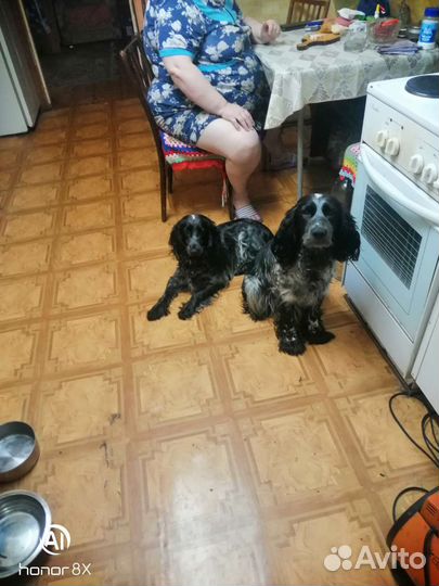 Собаки щенки