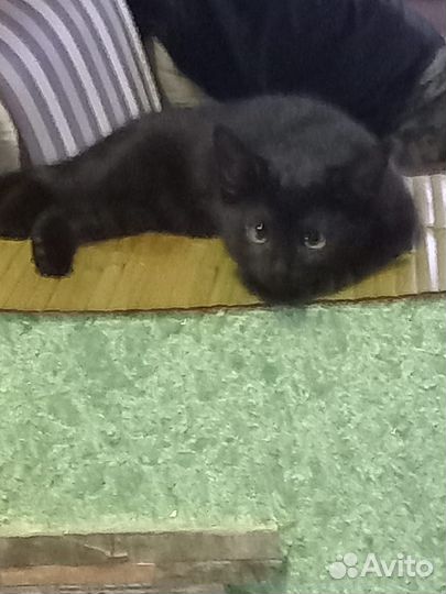 Черная красавица, вам понравится