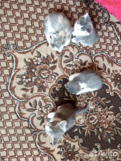 Кошки вислоухие