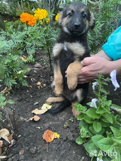 Собака в добрые руки щенок