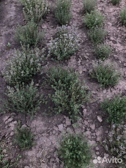 Тимьян (чабрец)