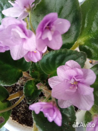 Фиалки листочки