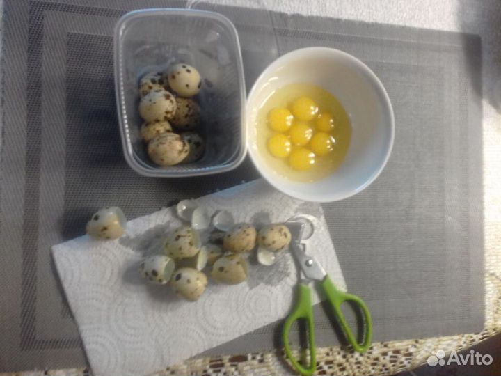 Ножницы для вскрытия перепелиных яиц