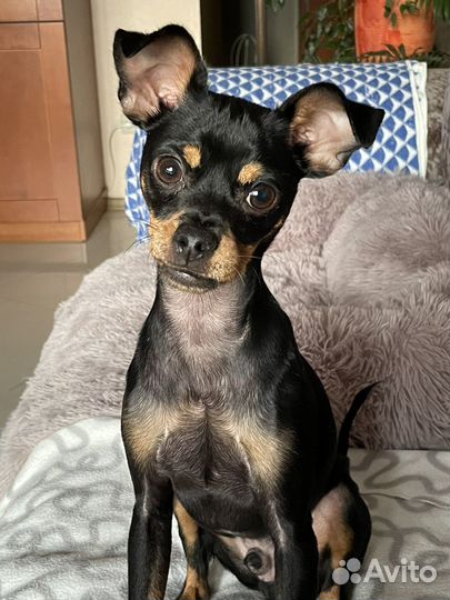 Русский той