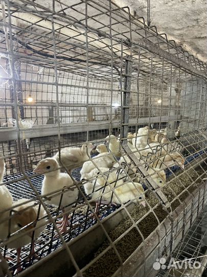 Индюшата подрощенные