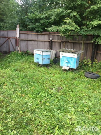 Пчелы с ульями