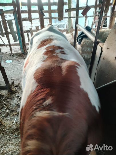 Бык на племя