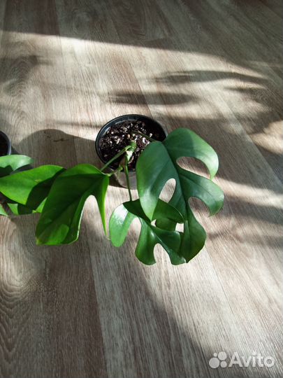 Монстера Минима