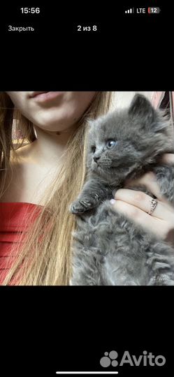 Британская кошка