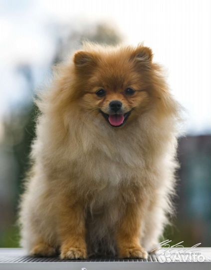 Померанский шпиц