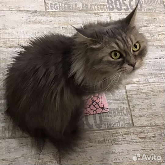 Кошачья шерсть