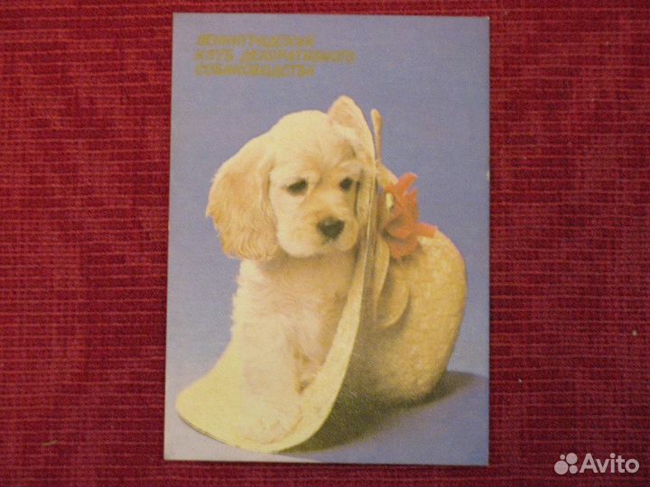 Кк Набор - породы собак, 6 шт (8 фото)