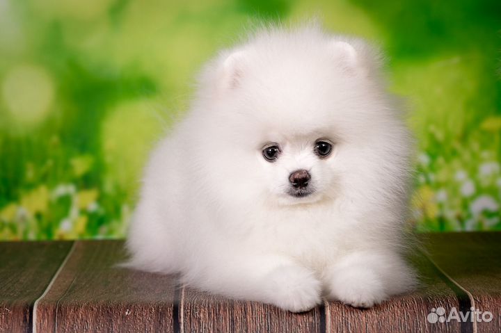 Белый померанский шпиц