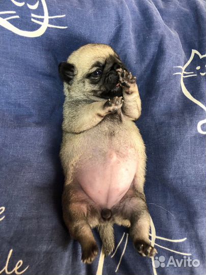 Щенки мопса