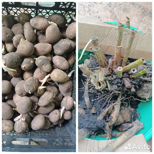 Георгины, семенная картошка